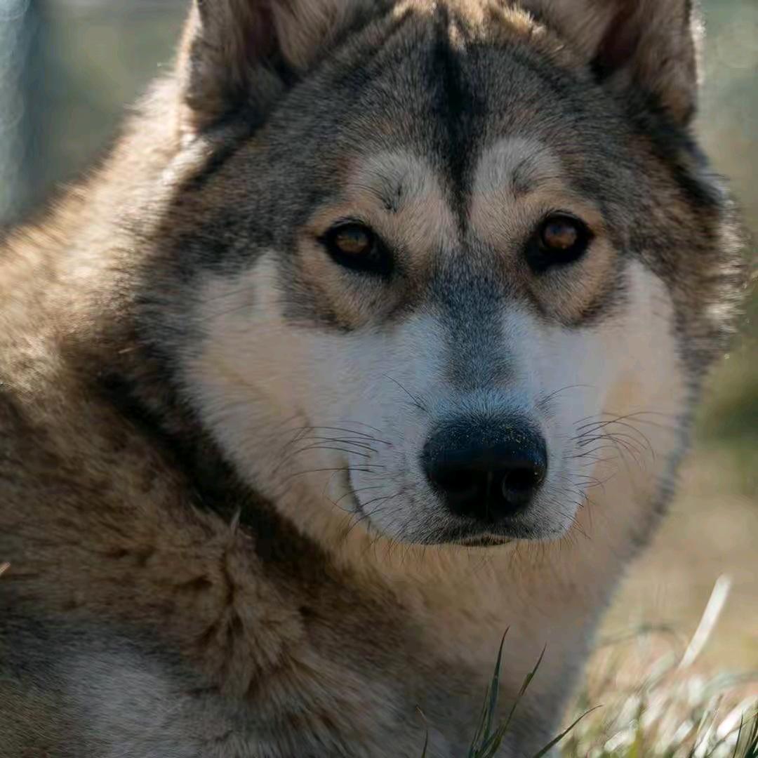 🐅抬头已是冬🐅