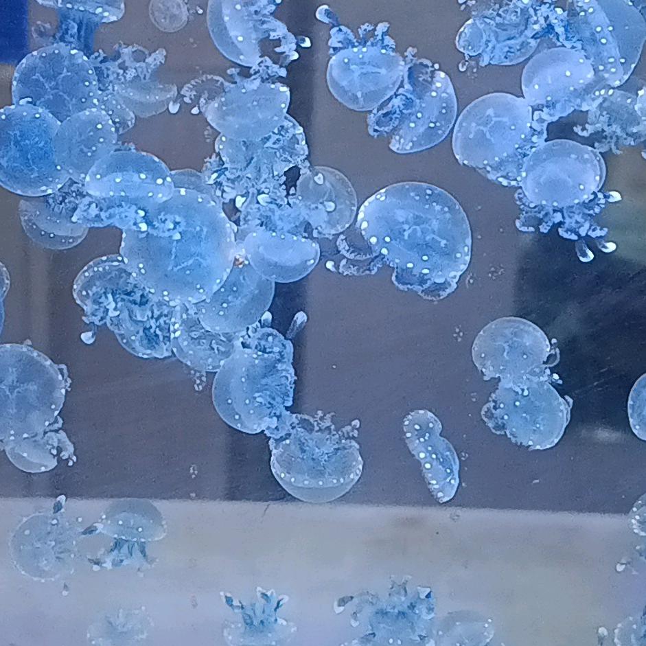 阿珍爱跳舞
