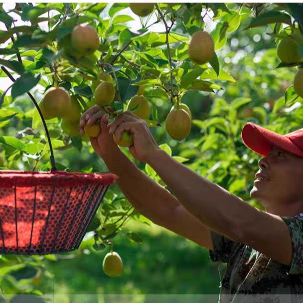 库尔勒香梨-全母梨王