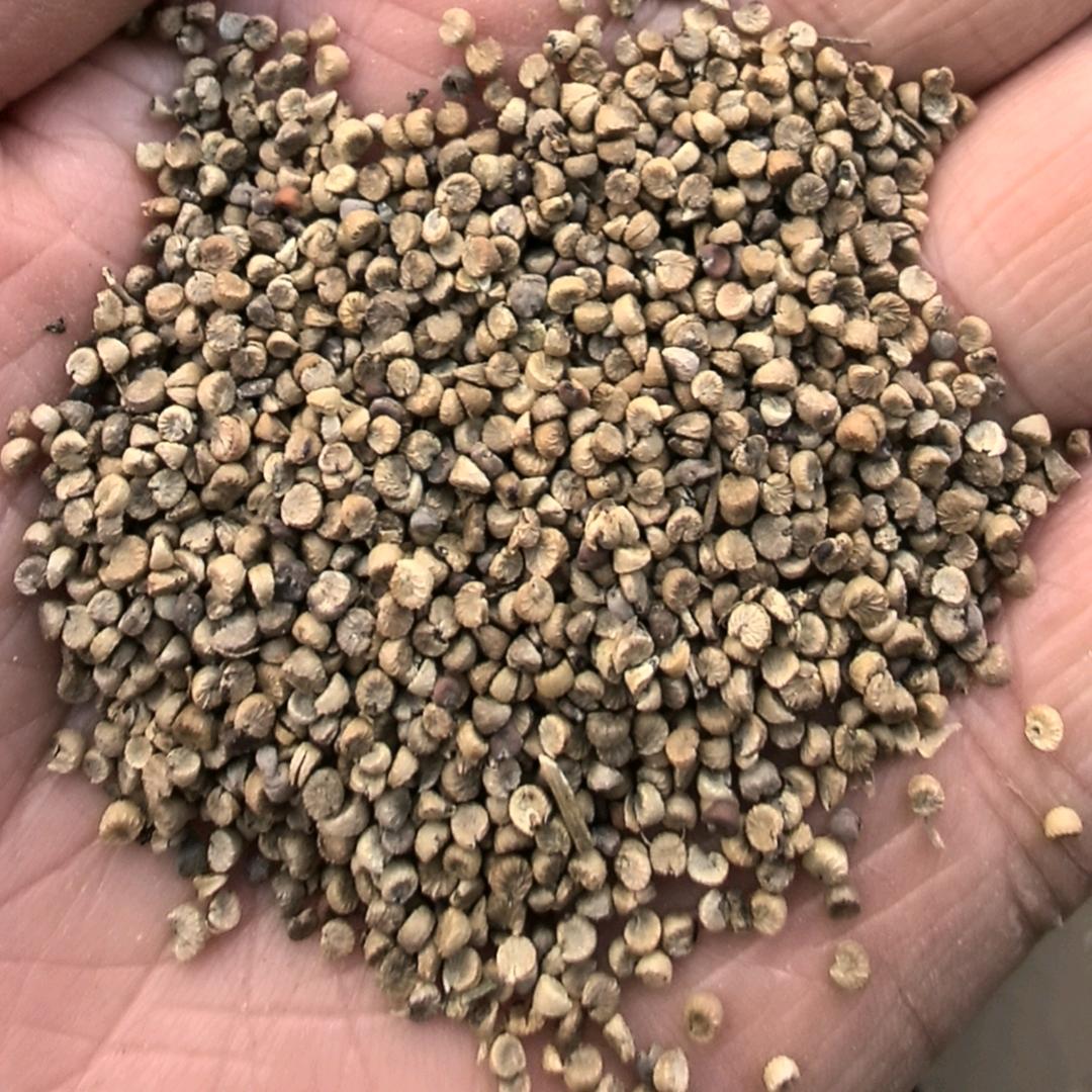 仙太医亳州市九曜庭药业有限公司滋补专卖店