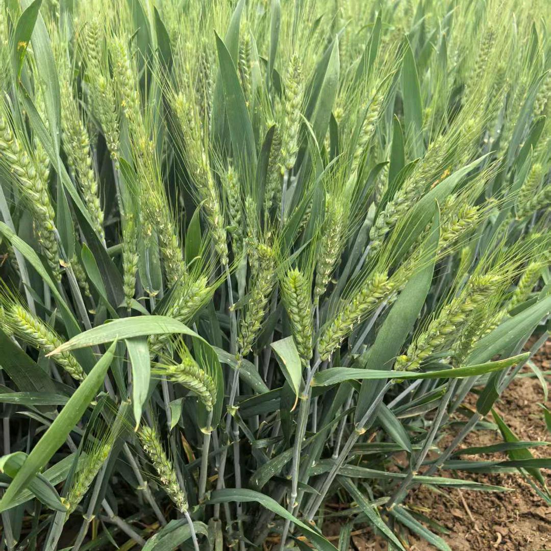 华青农业（王老师）