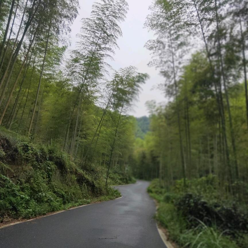 黑粉