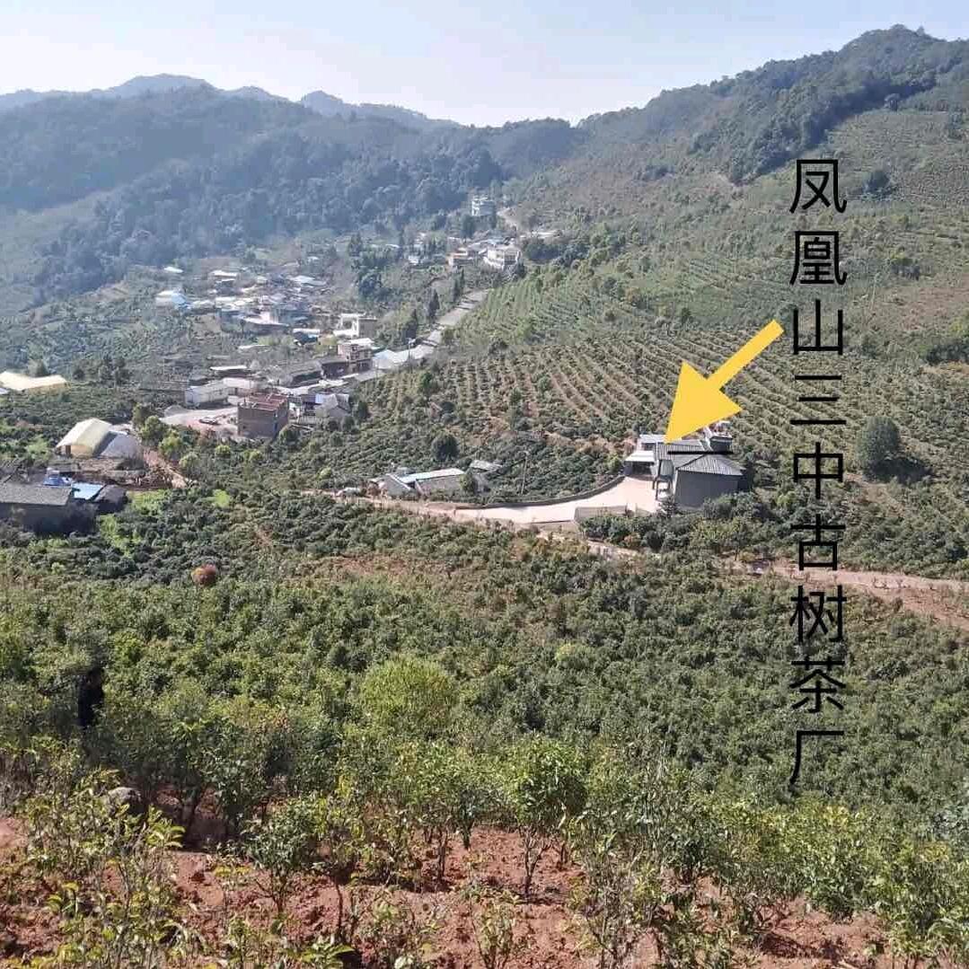 罗小妹［三中古树］