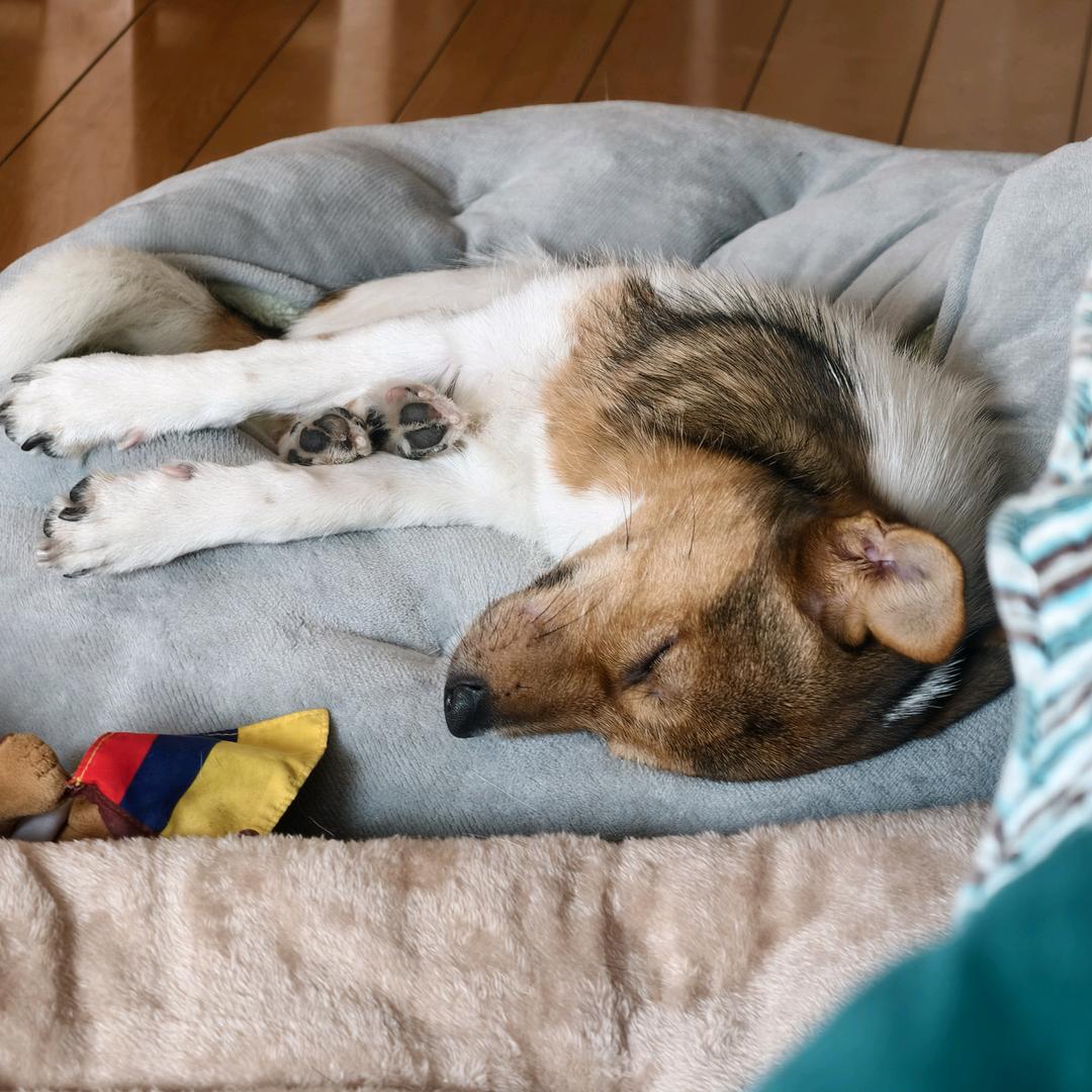 嘻嘻哈哈（养狗版）