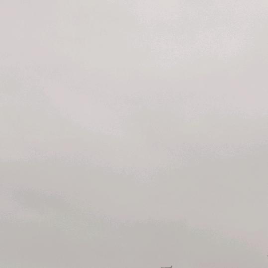 像候鸟一样