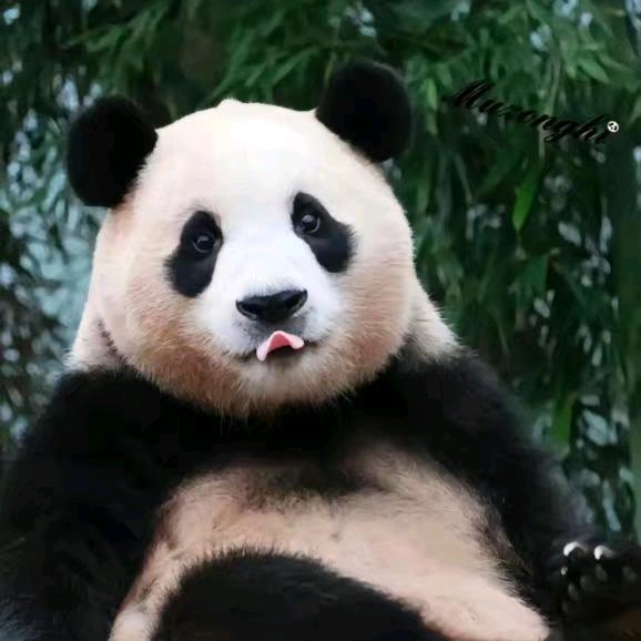 福狮狮