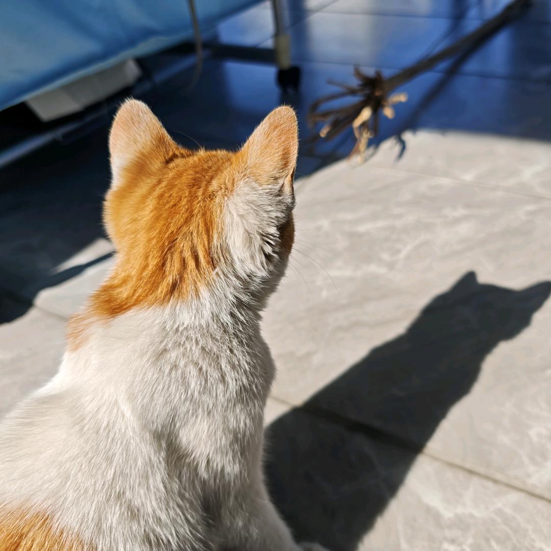 猫腾