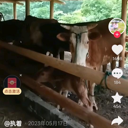 拆🐂棚