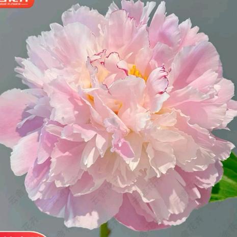 揭发广元中学校"夺命"学校"夺命"