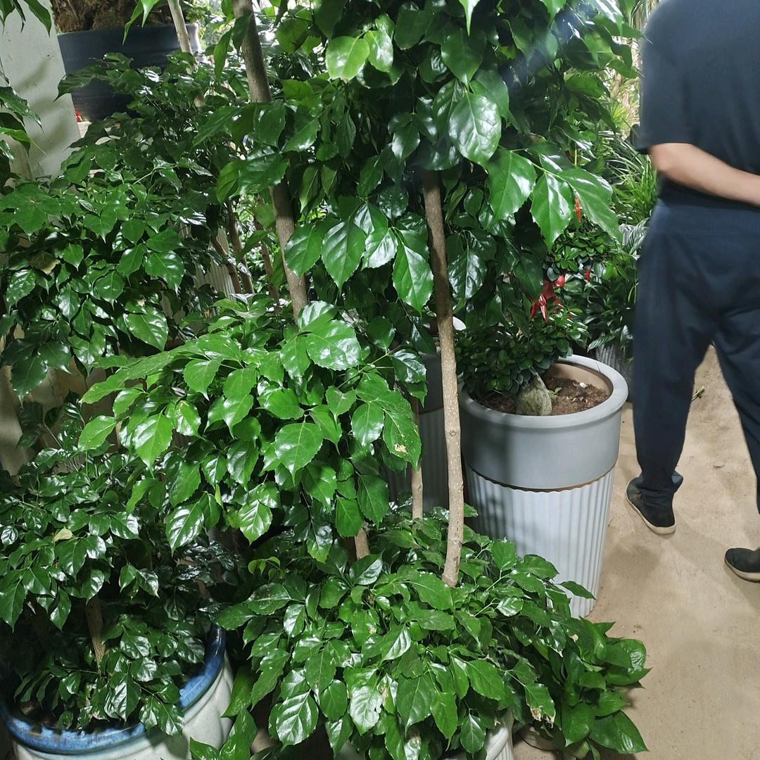 美好未来