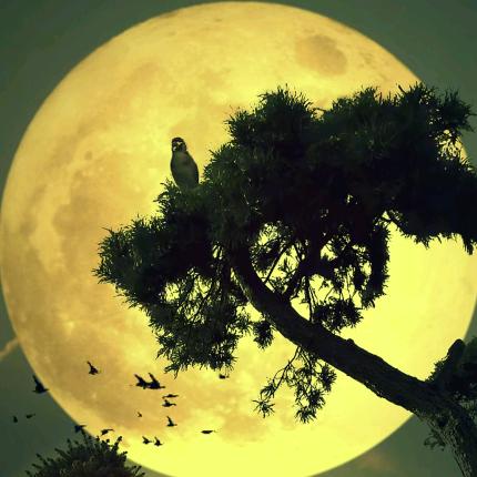 প༉ᩚ᭄晨ഒᩚ阳ꦼꦂ࿐