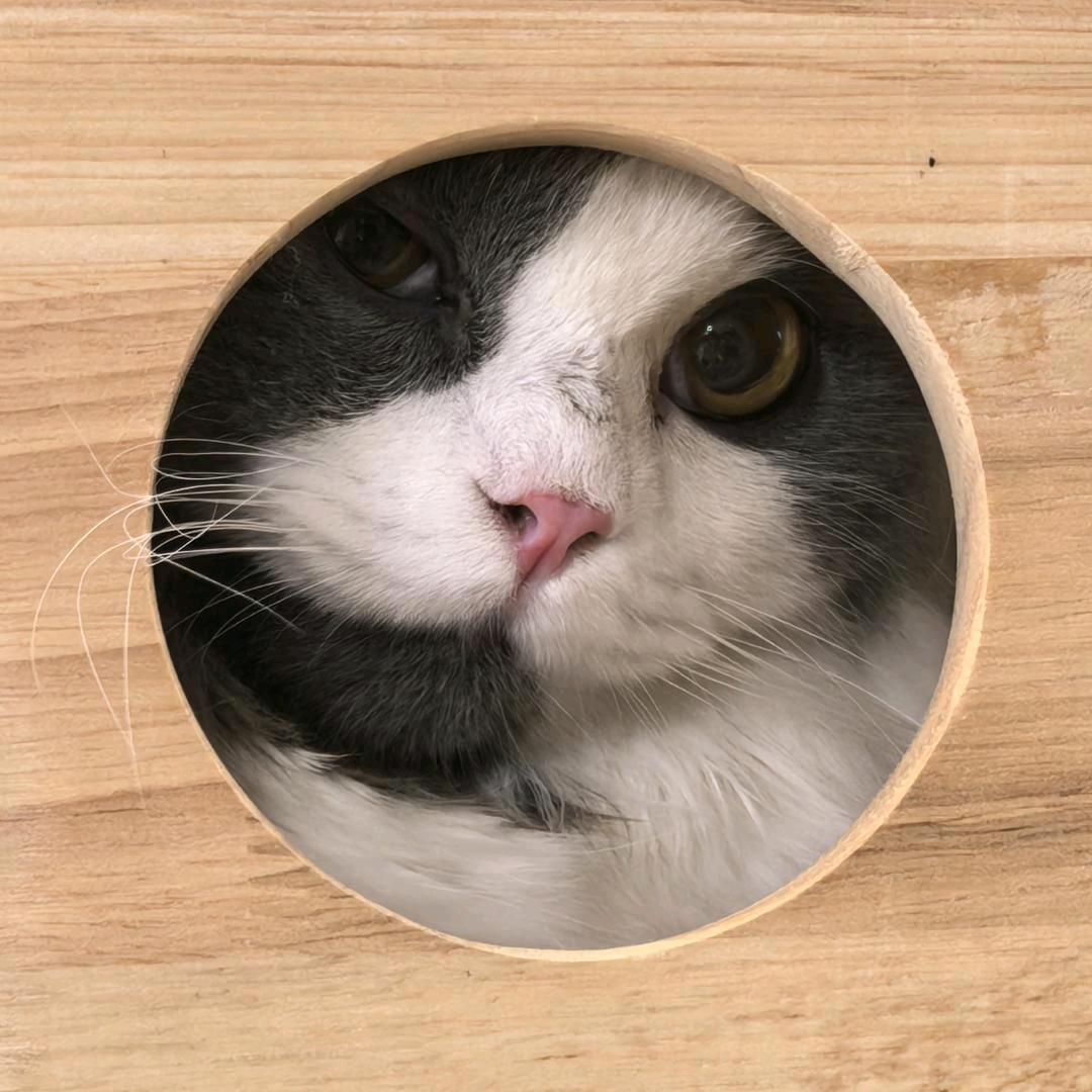 _三分糖