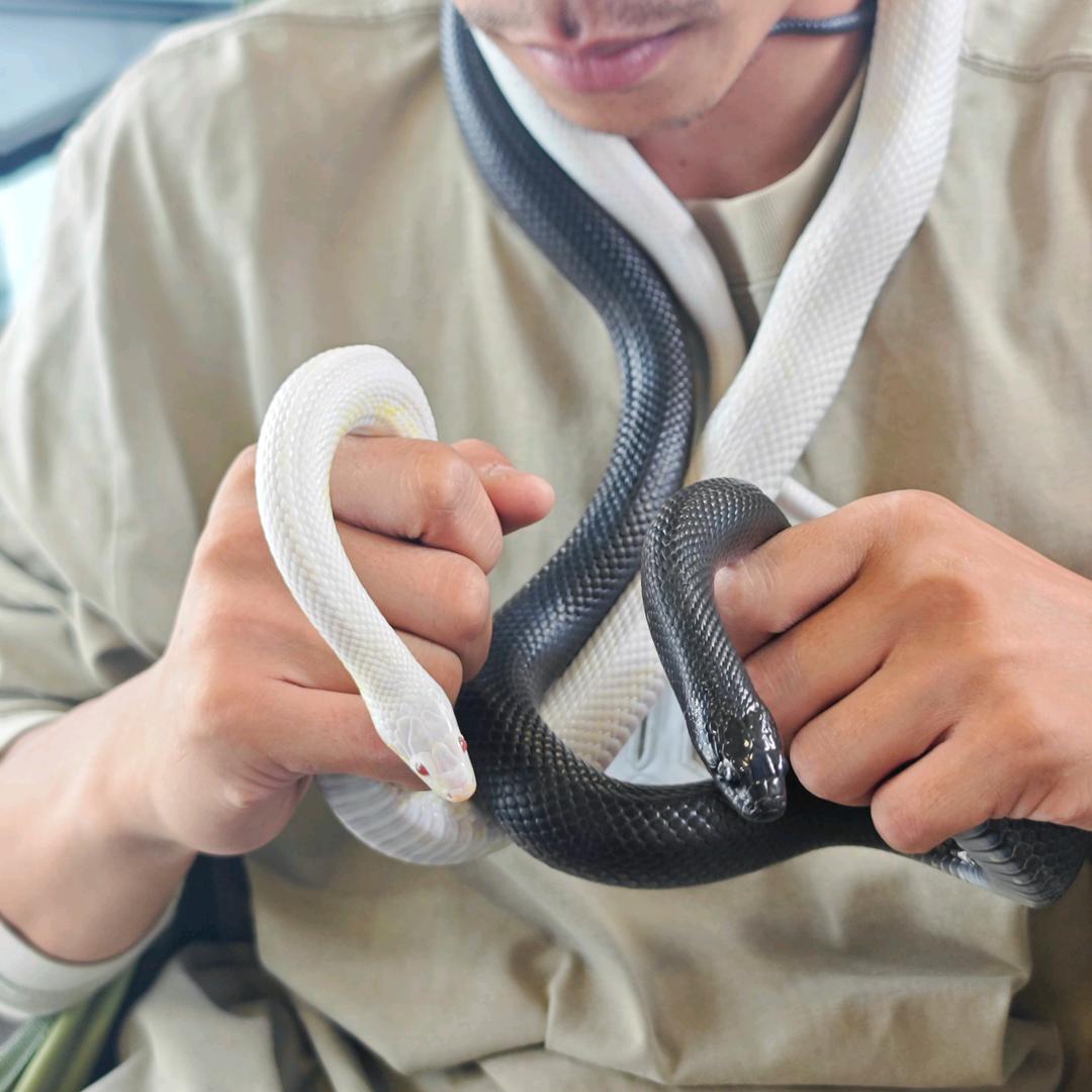 中山龍林爬宠_保安大队🐶