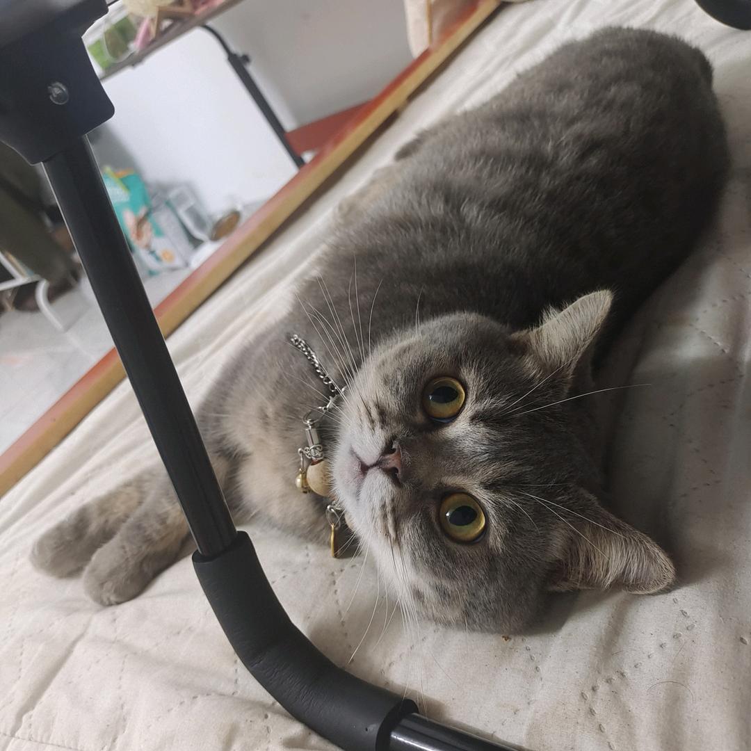 加肥猫🐱
