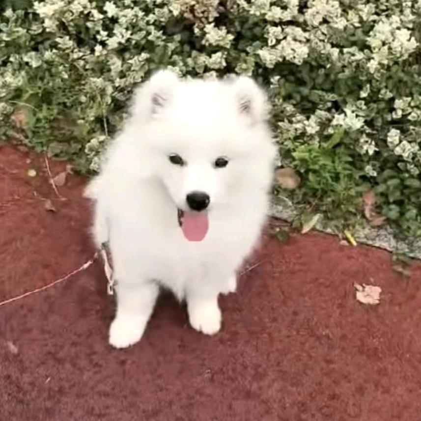 暖暖🐶（是个萨摩耶）