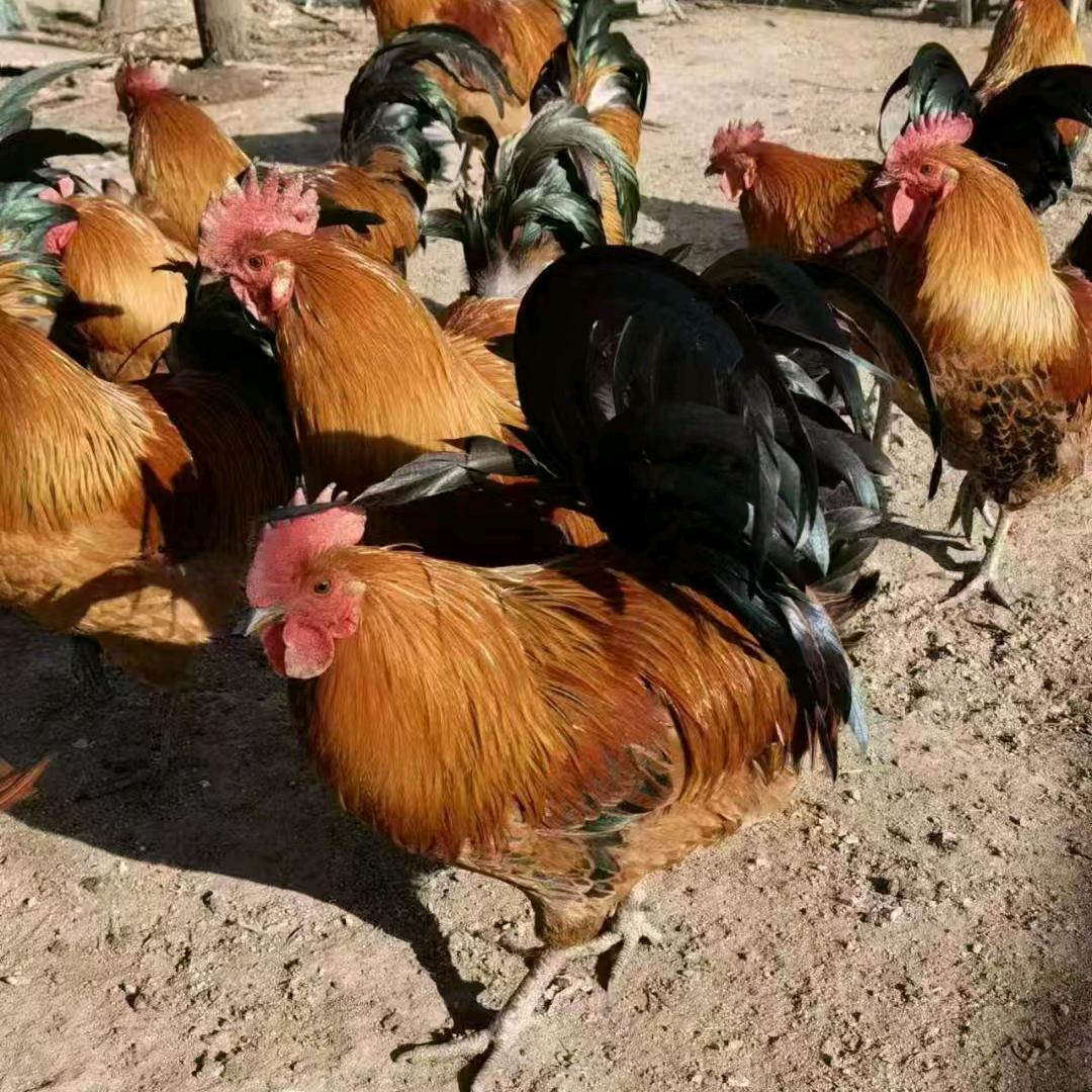 友佳草鸡批发零售