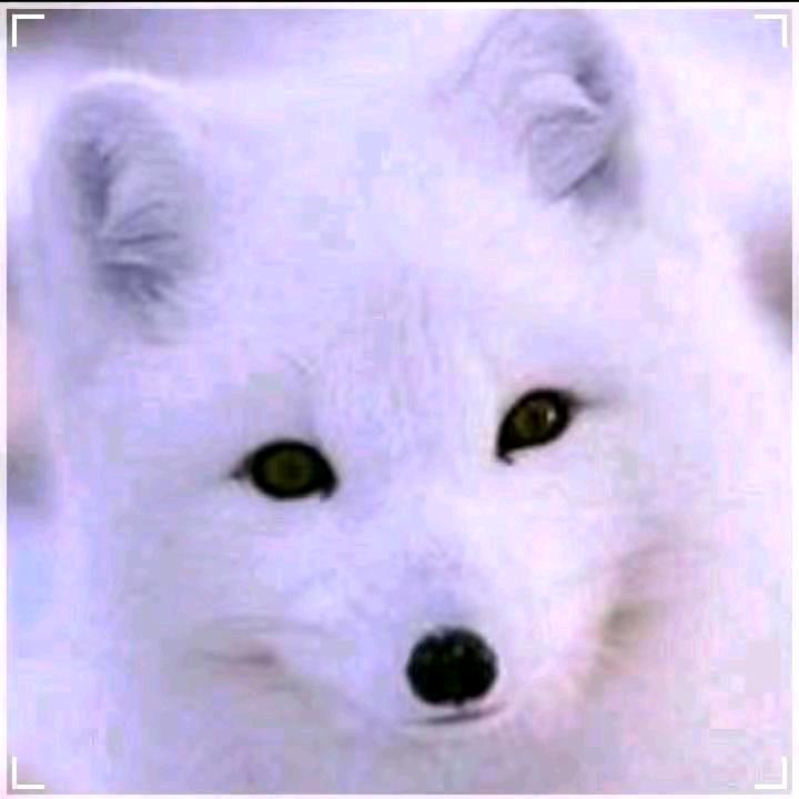 雪地之狐