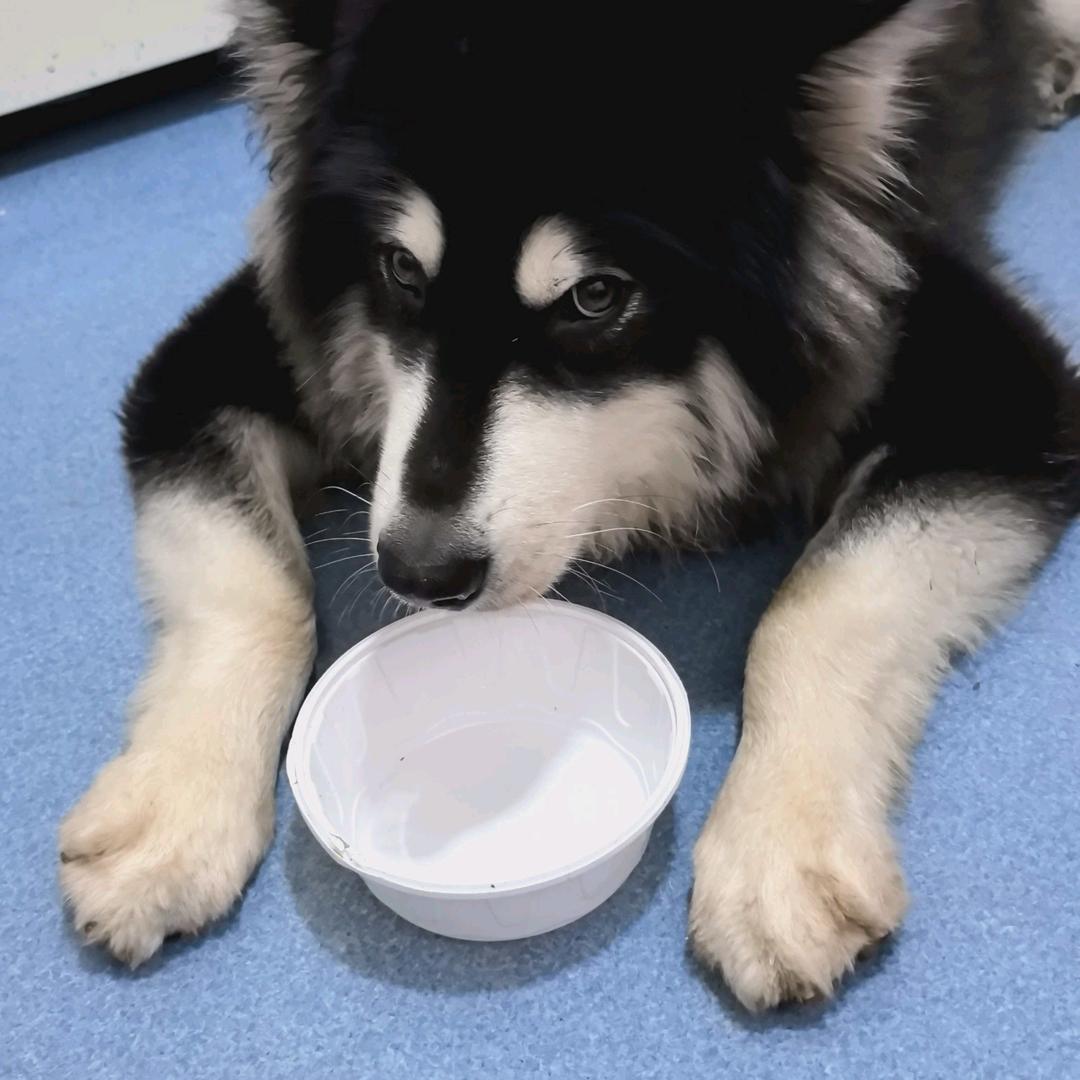 害虫