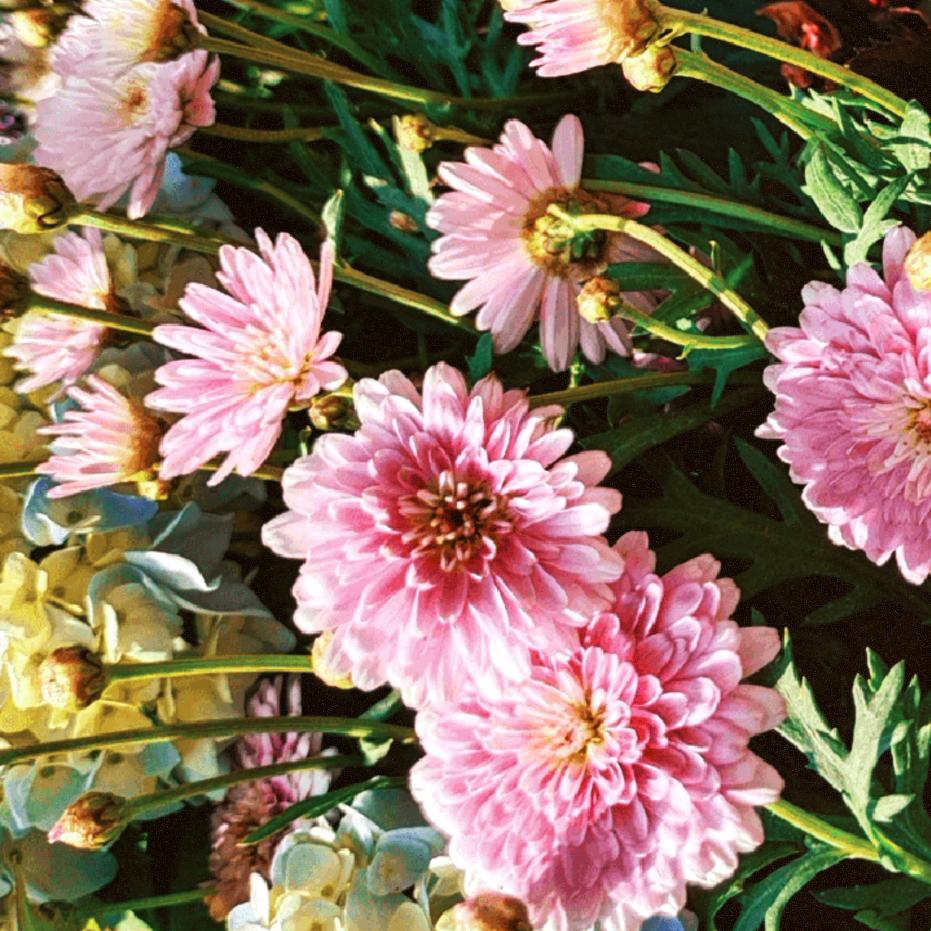🌺🌺美🍎🌹好🌹🌹家🍎庭🌸