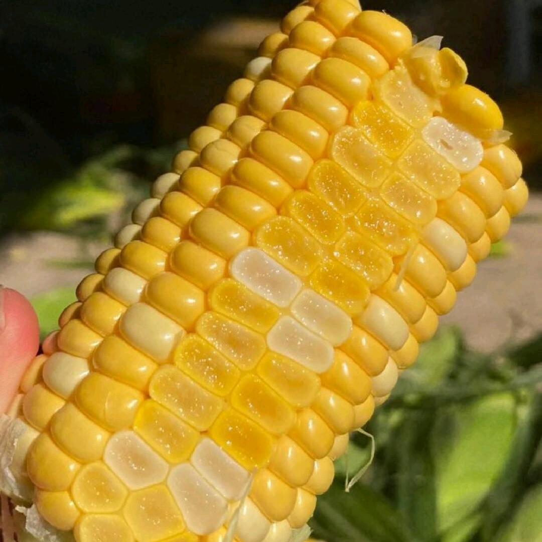 莫菲特臻选