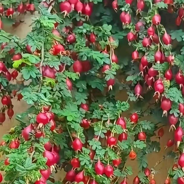 单亲大哥从头开始。