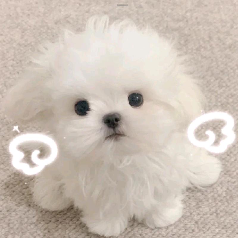 🍒小丸子