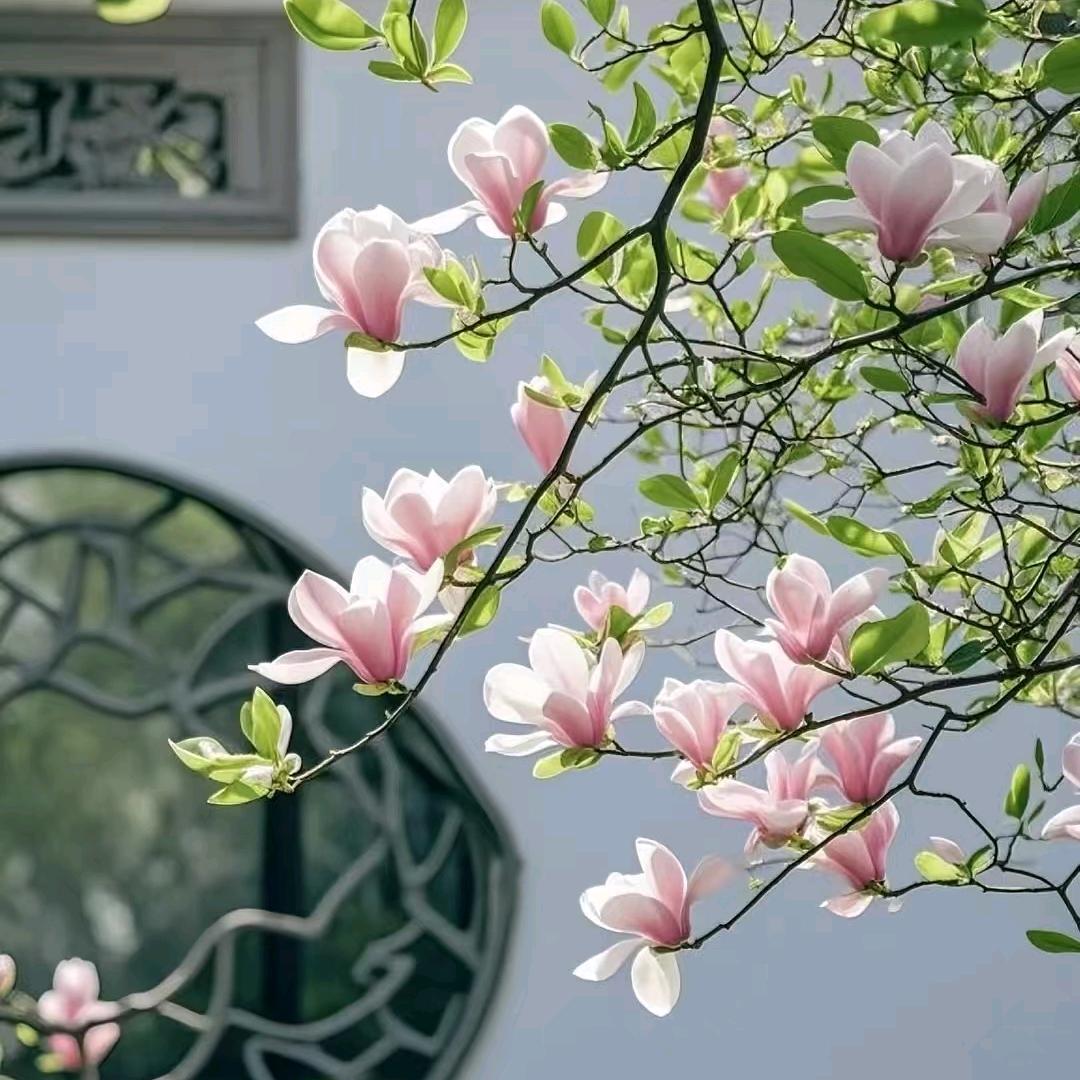 艾林