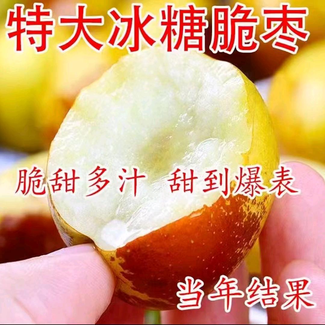 久发果树苗木专营店3号