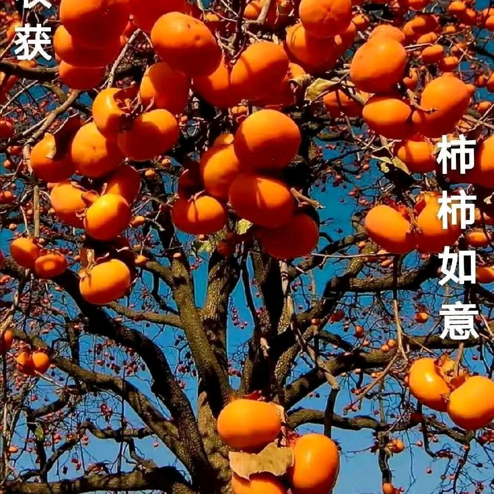 伊人泪