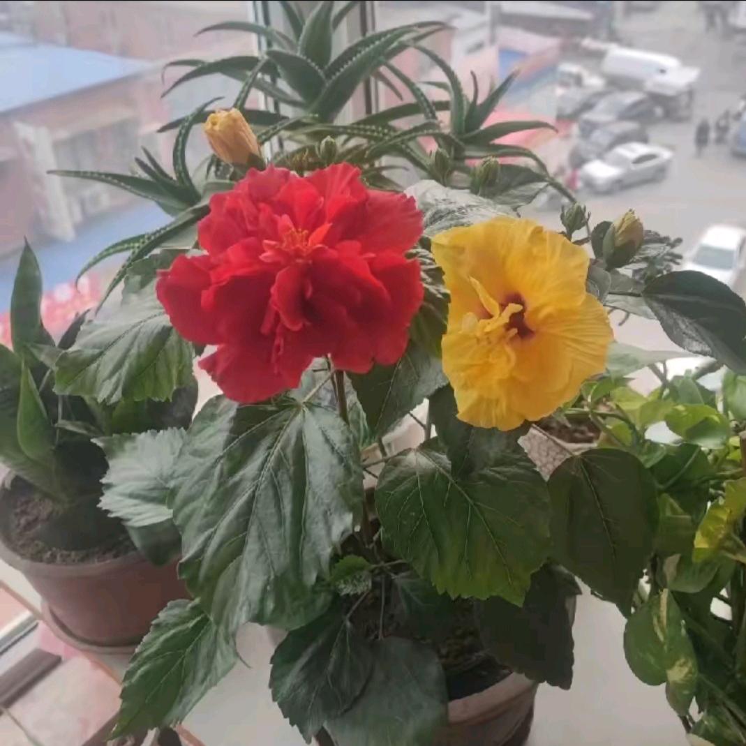 花枝俏