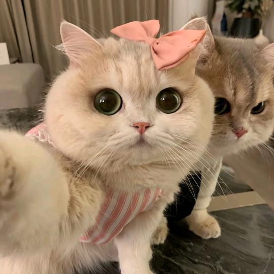 公主👸请下单（同款在橱窗）