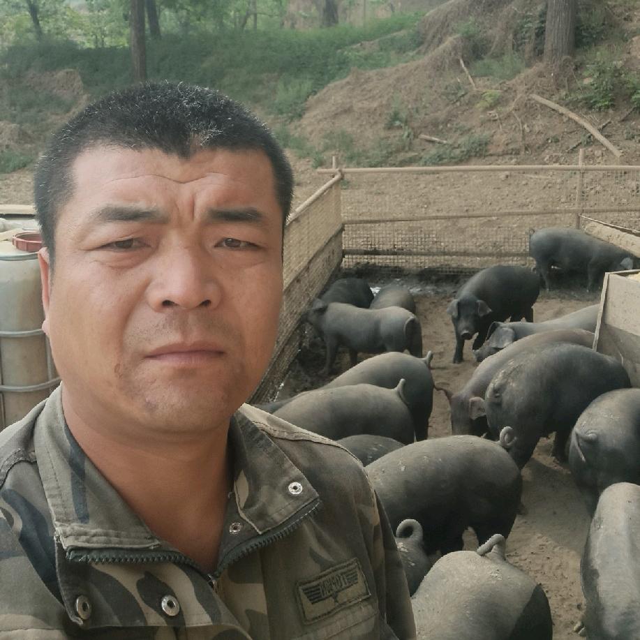 麟游县麟丰生态散养黑猪