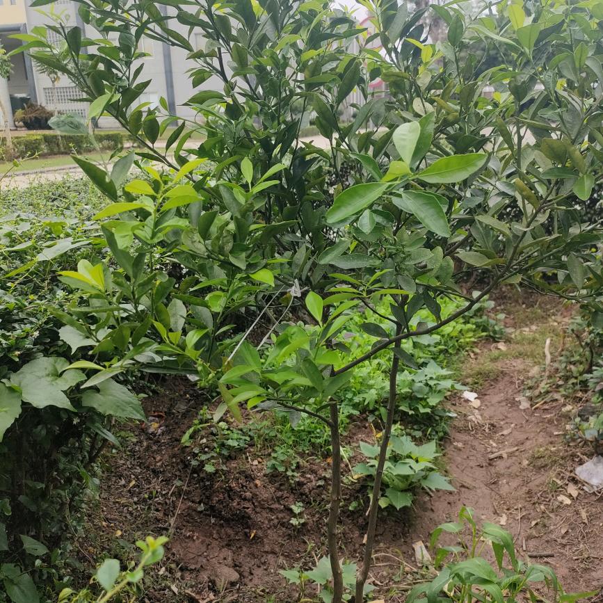 @80825590735