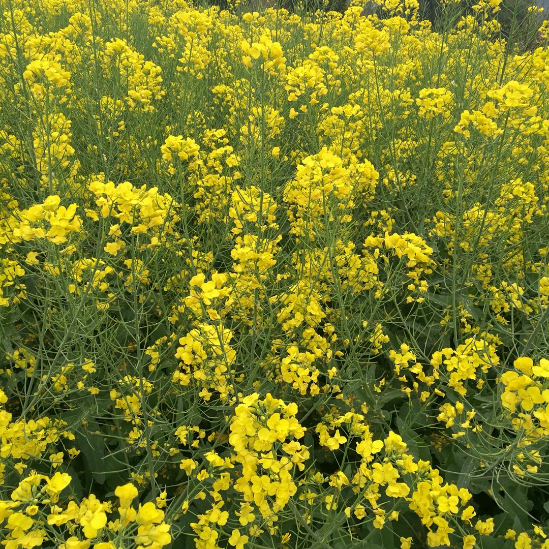 岁月🌻静好