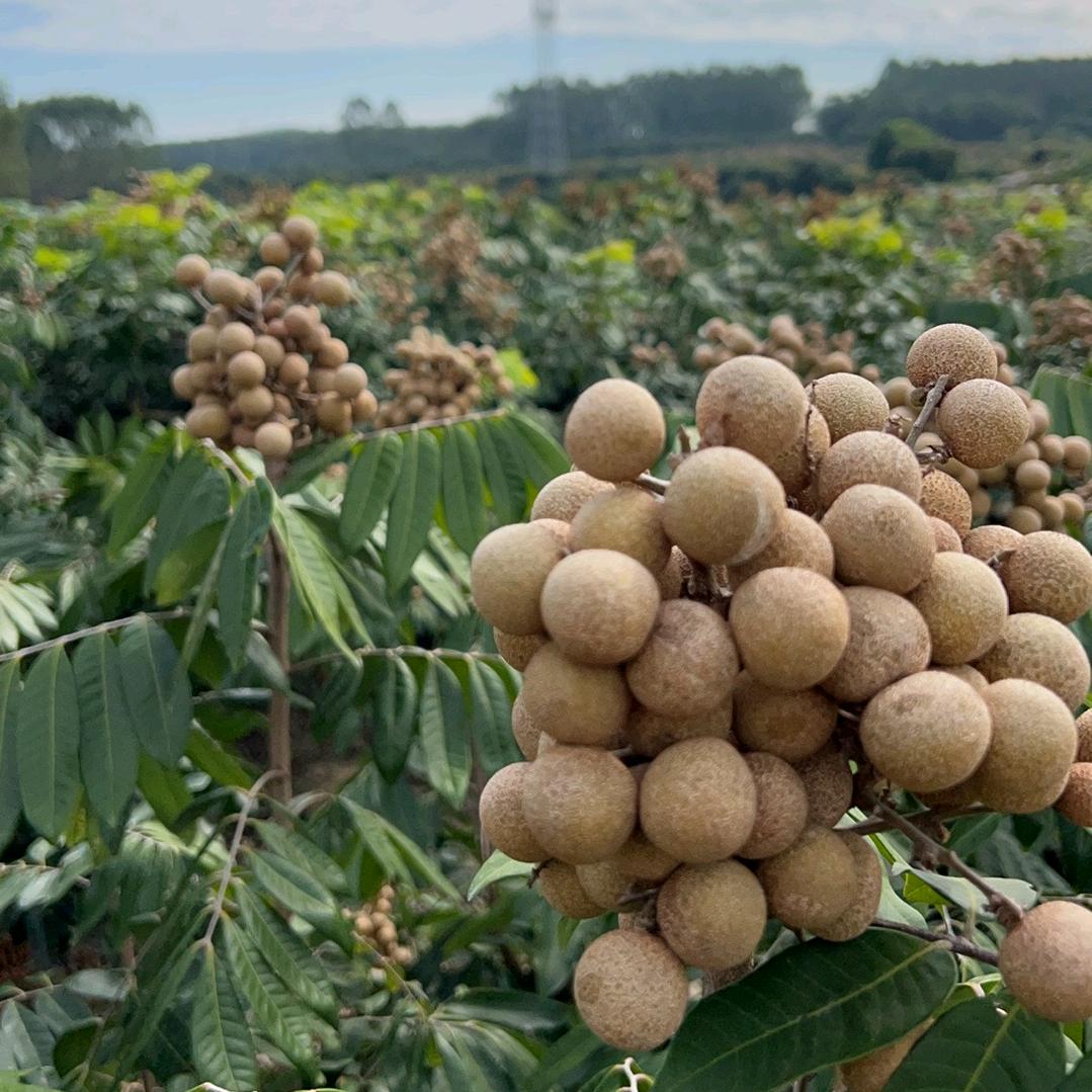 这是一家水果店