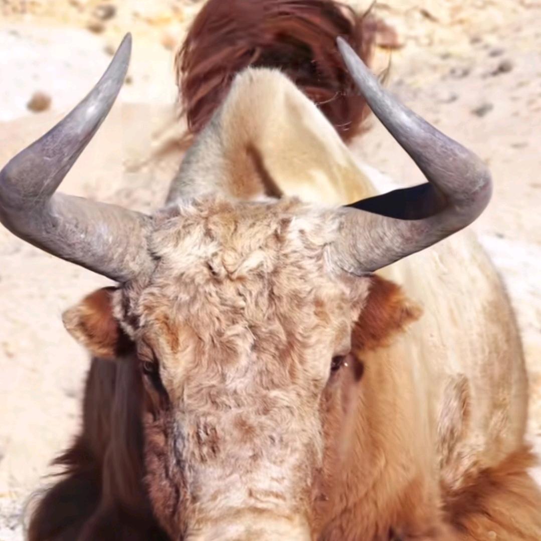 西藏儿子1⃣3⃣7⃣6⃣