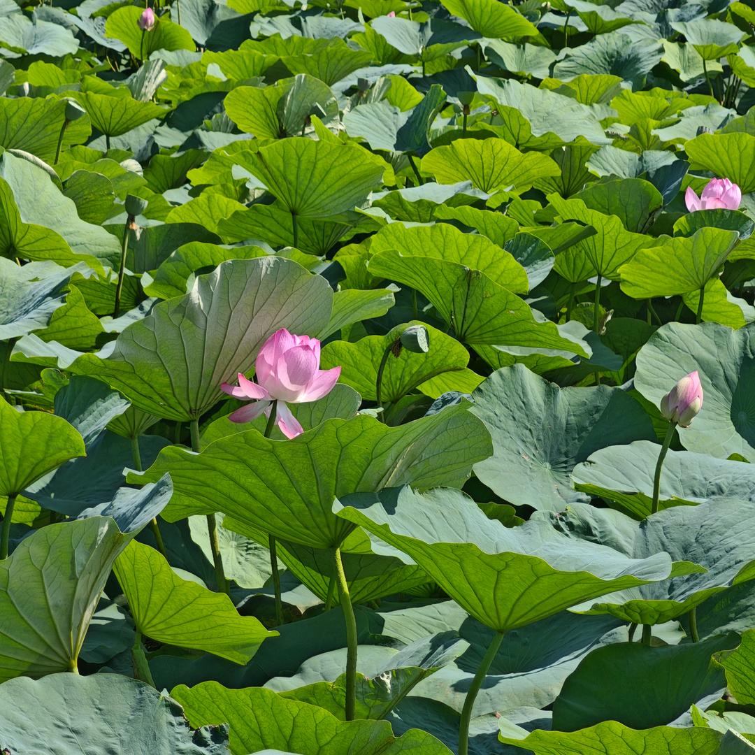 管