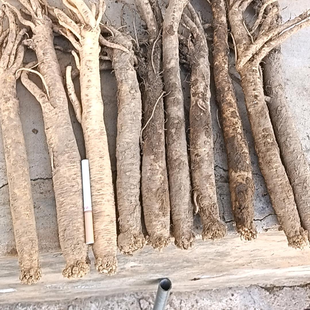 甘肃岷县党参，当归，黄芪