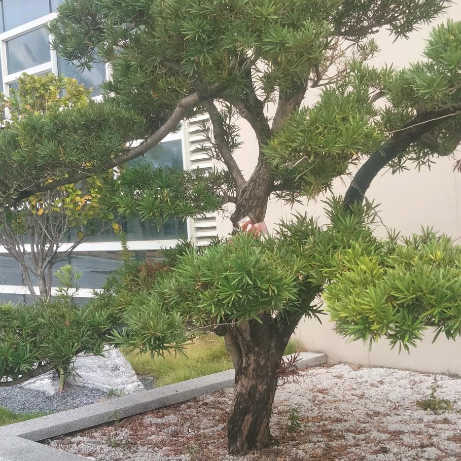 不**远