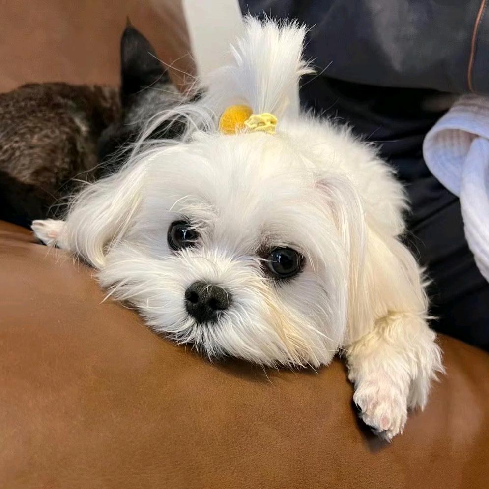 一只橘猫！！！