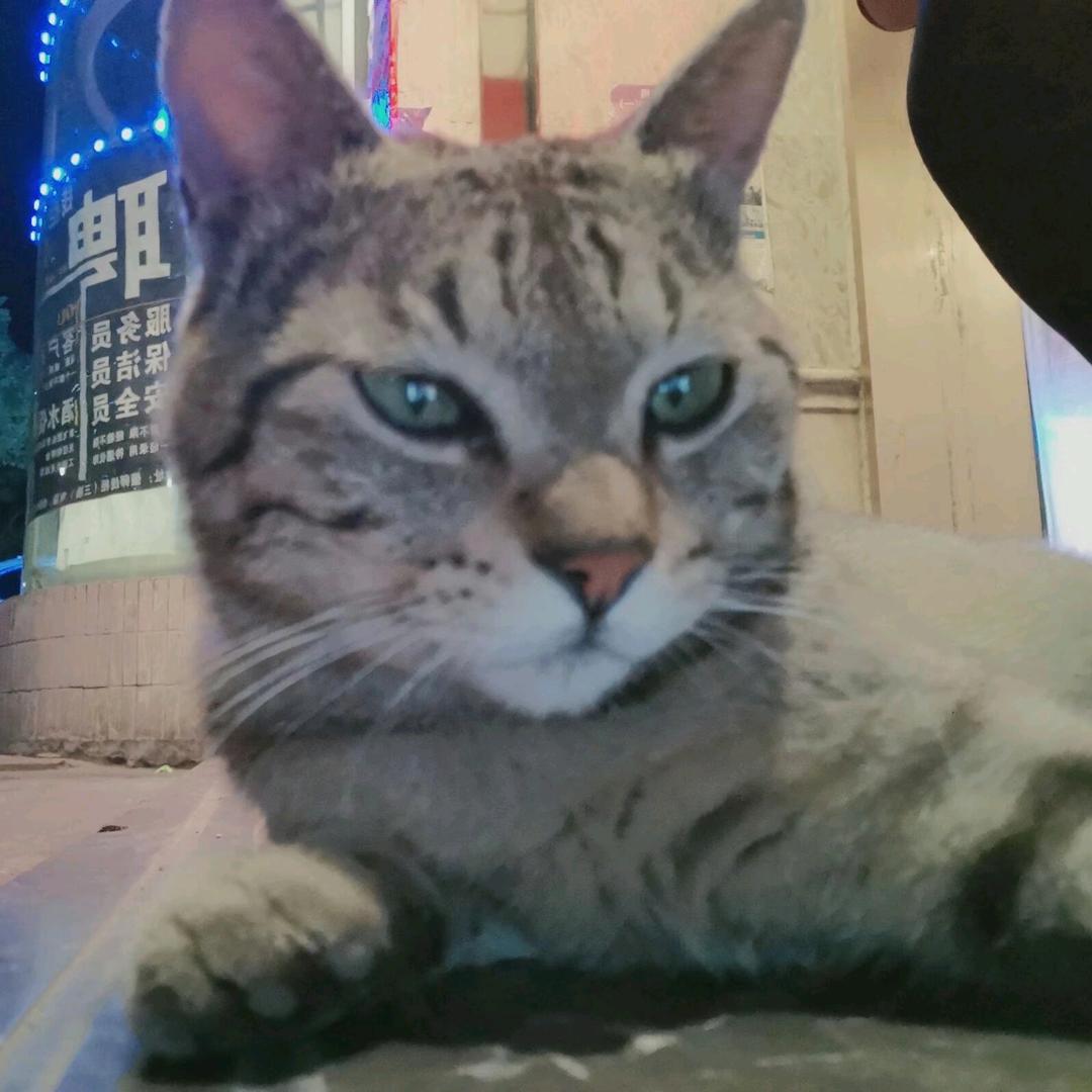 小猫老弟