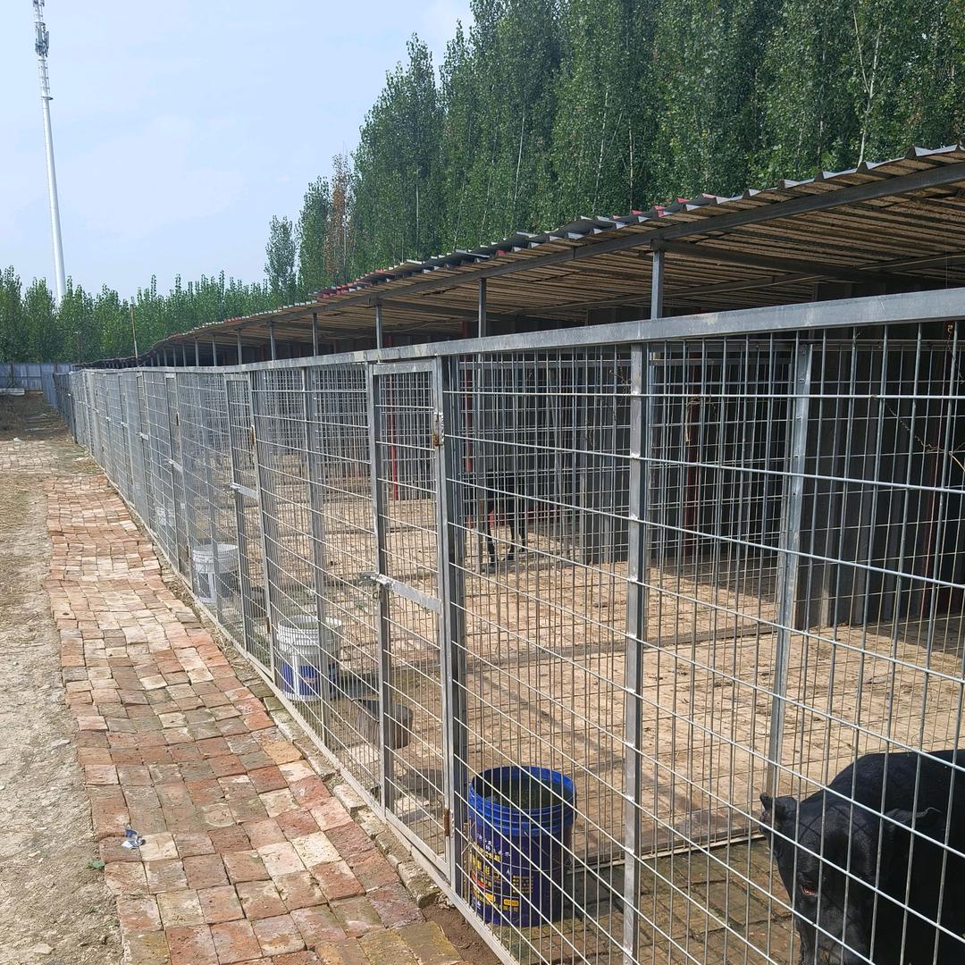 霸州瑞光犬舍