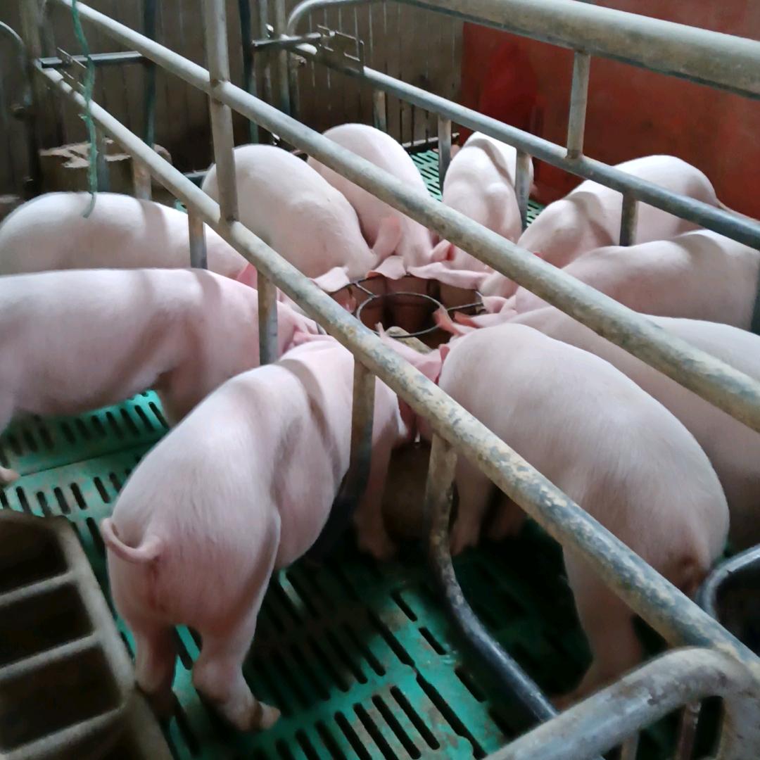 我菊