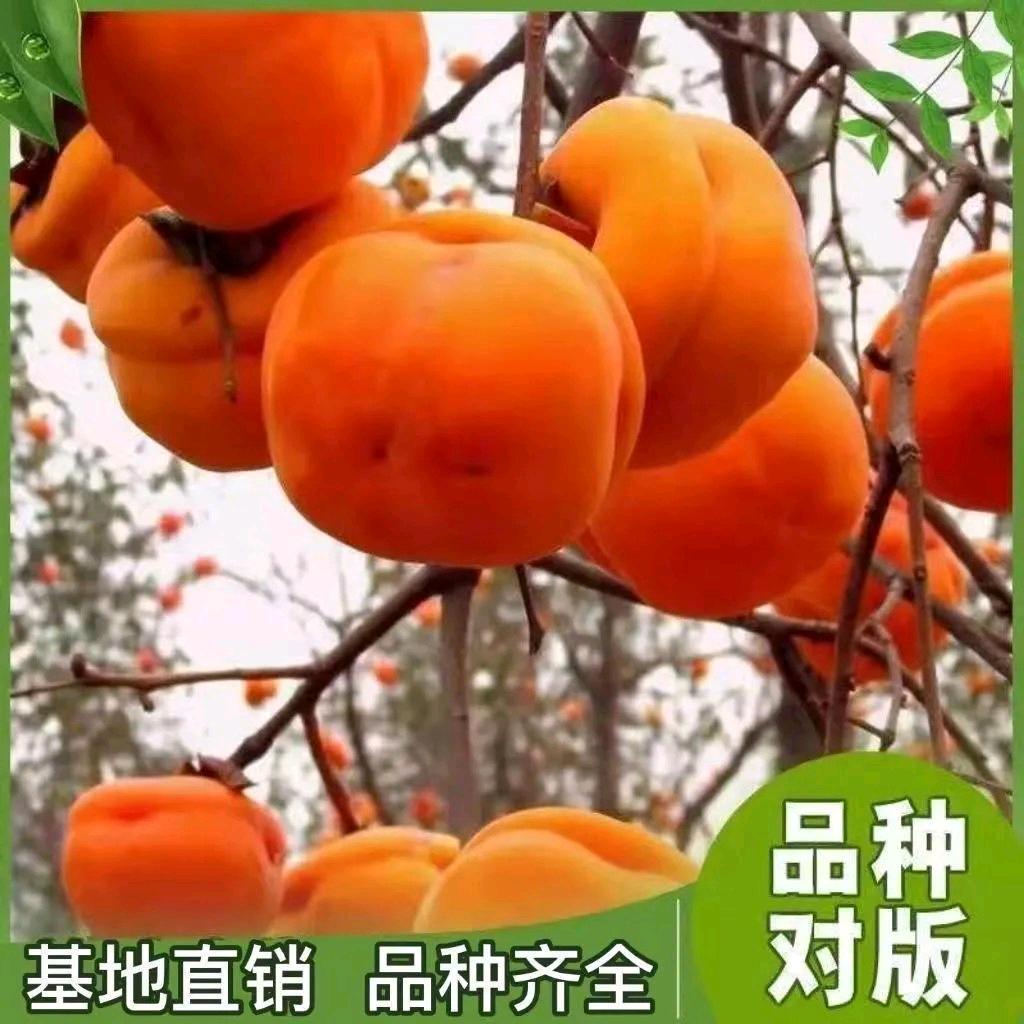 远霞果树苗木专营店