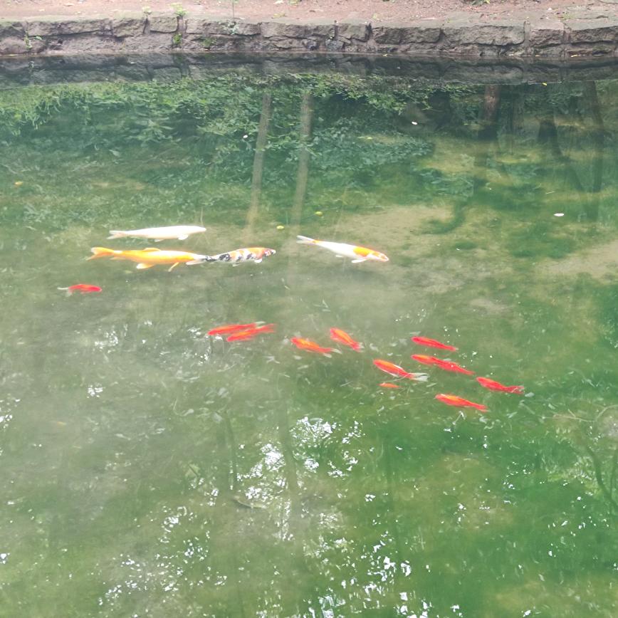 游泳的鱼🐟🐟