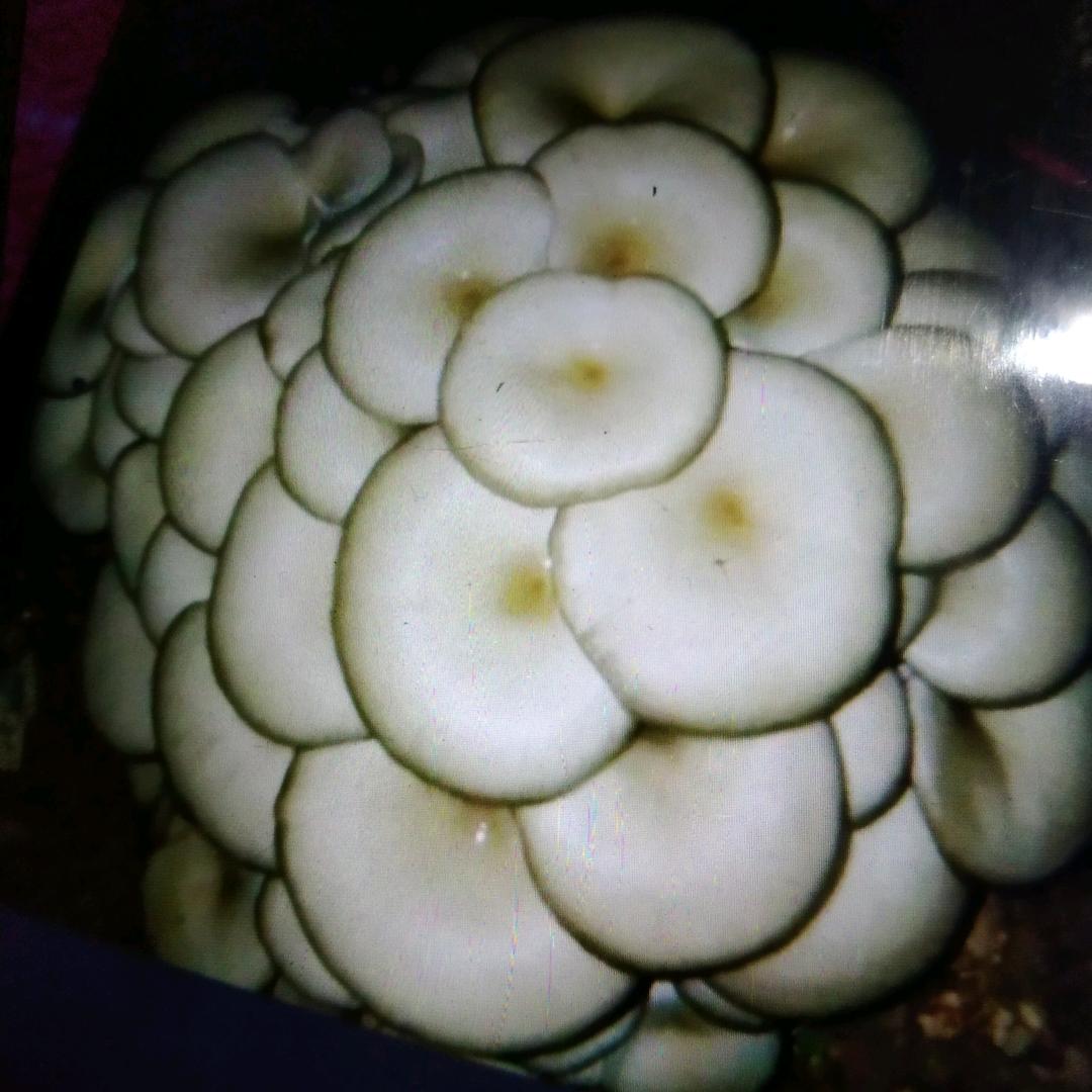小蘑菇