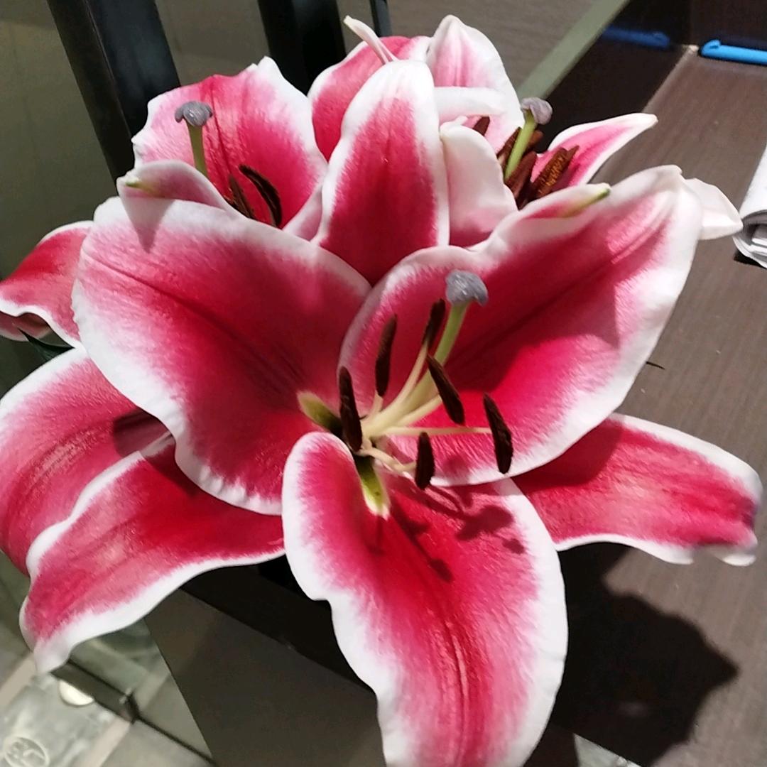 金燕.|❣八方来才