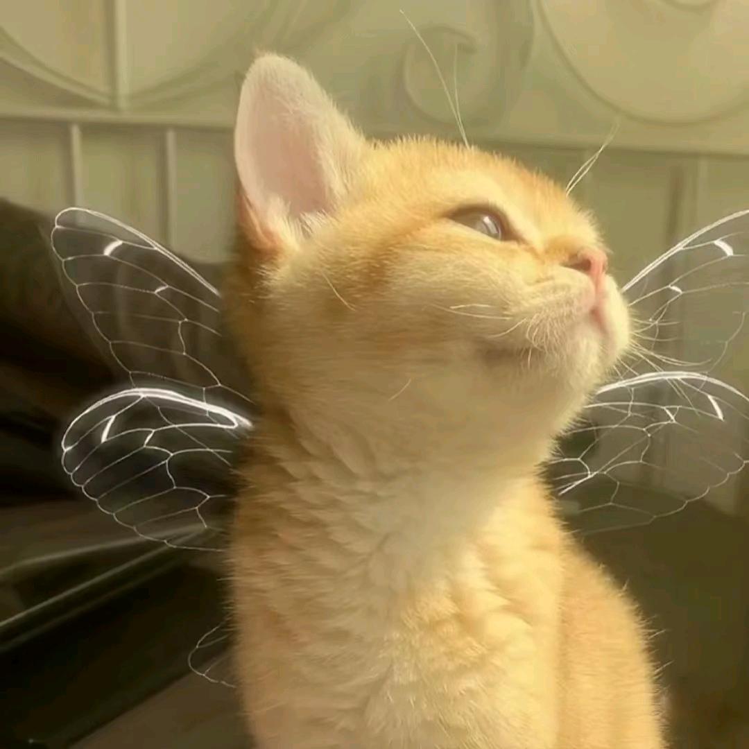 好运学姐（已工作版）