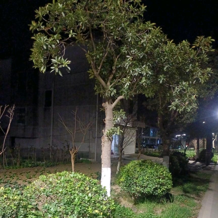 梦无极