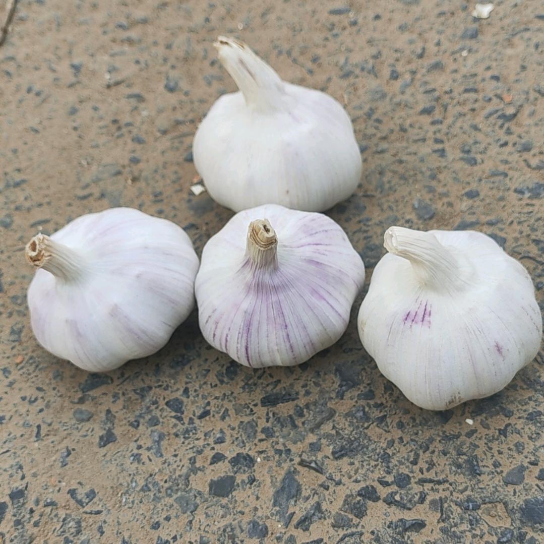 邳州大蒜